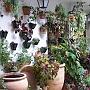 Pas assez de fleurs, allez, des plantes